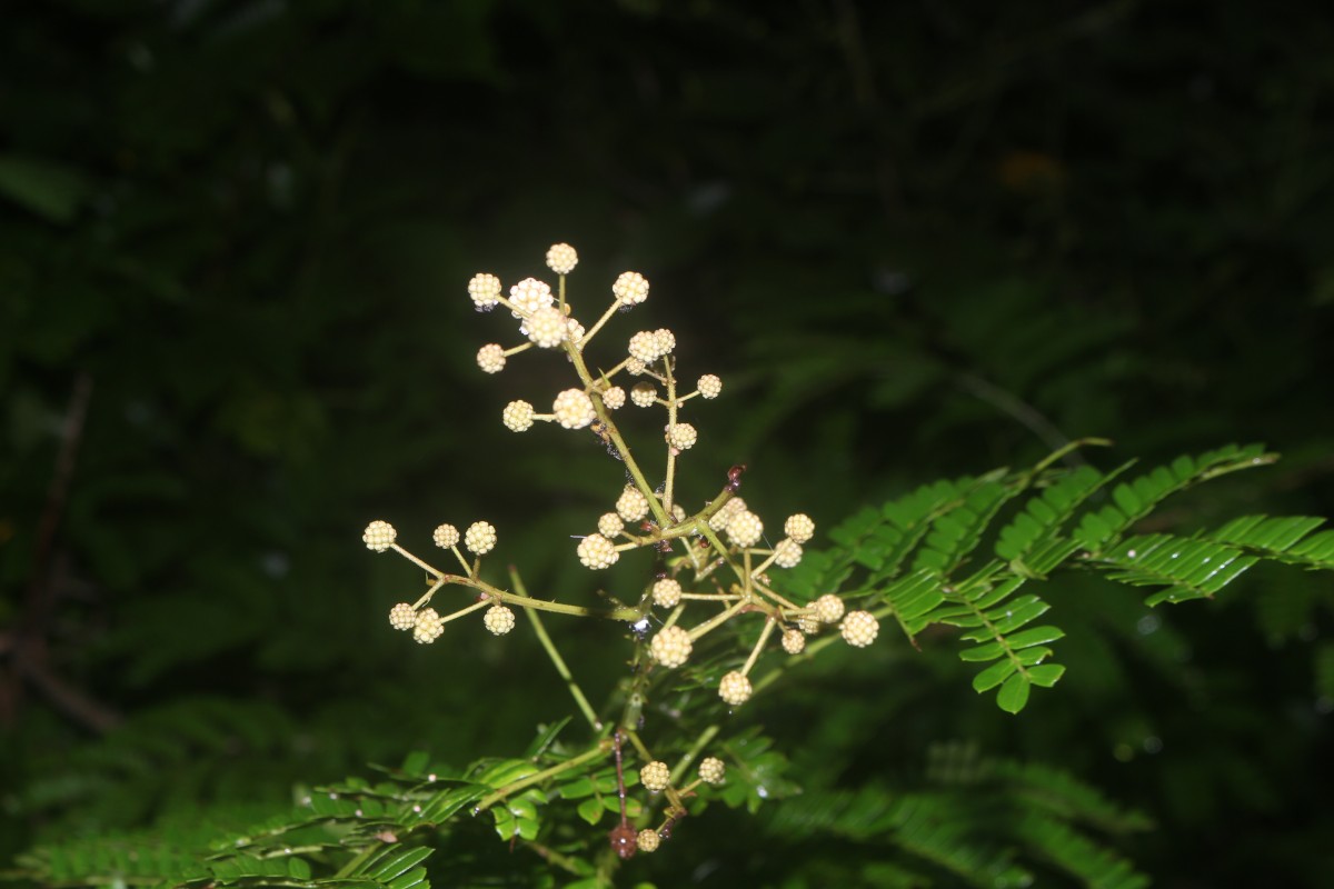 Senegalia caesia (L.) Maslin, Seigler & Ebinger